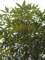 author not stated, no rights reserved Rhododendron formosanum, photograph author not stated, no rights reserved
