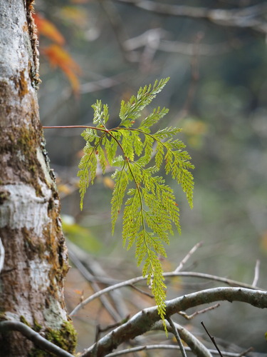 Davallia trichomanoides