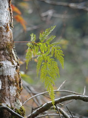 author not stated, no rights reserved Davallia trichomanoides, photograph author not stated, no rights reserved