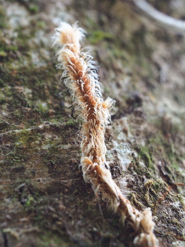 Davallia trichomanoides, photograph 2