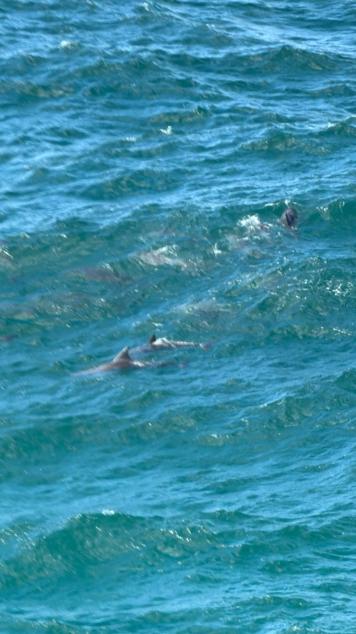Tursiops aduncus