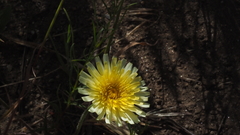 Malacothrix californica