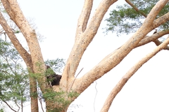 Albizia niopoides