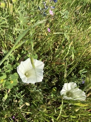 Calystegia subacaulis
