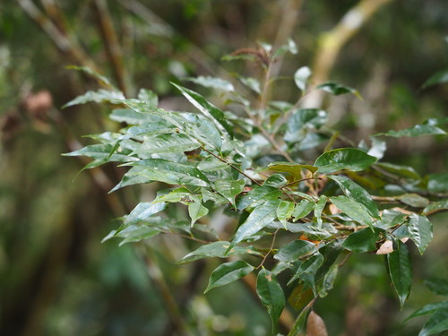 Castanopsis carlesii, photograph 5