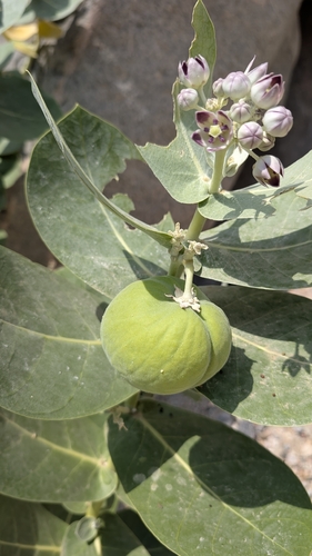 giant milkweed