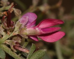 Indigofera nigromontana
