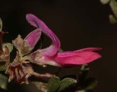 Indigofera nigromontana