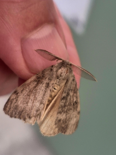 Spongy Moth