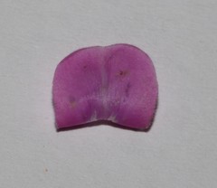 Indigofera nigromontana