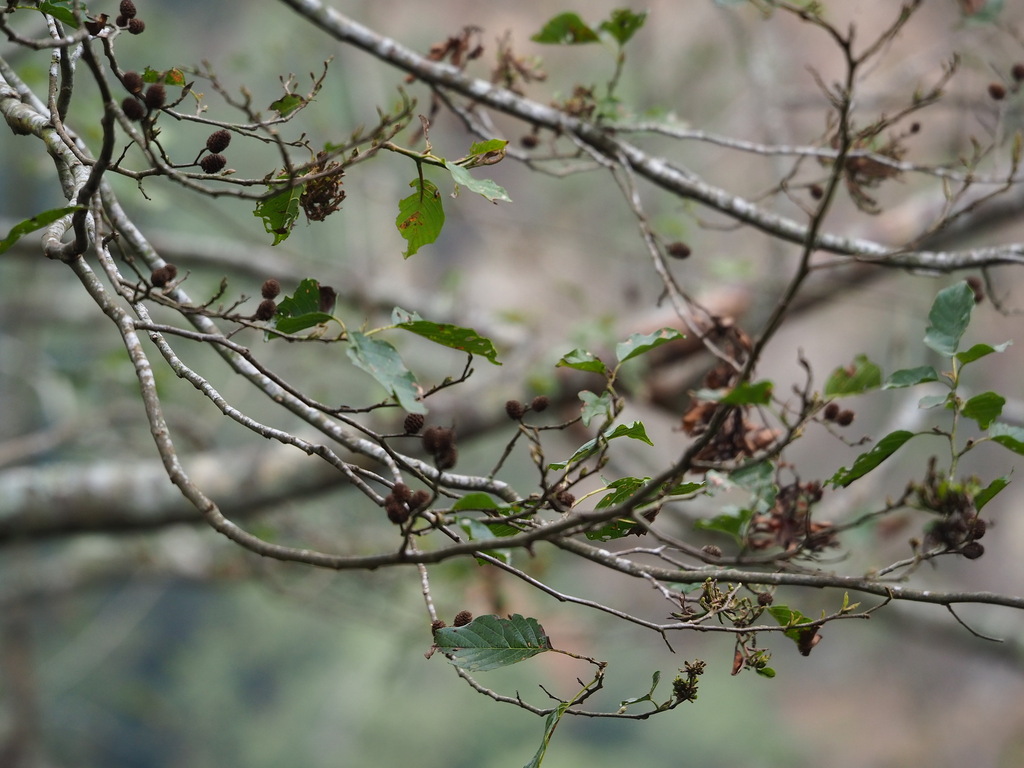 Alnus formosana; photograph author not stated, no rights reserved