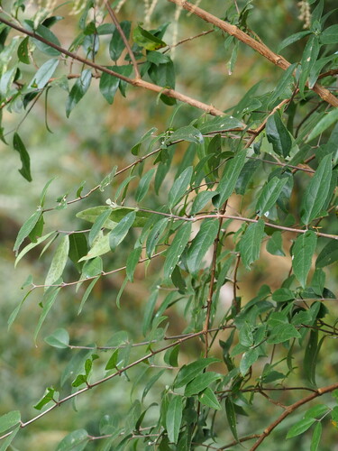 Deutzia pulchra, photograph 6