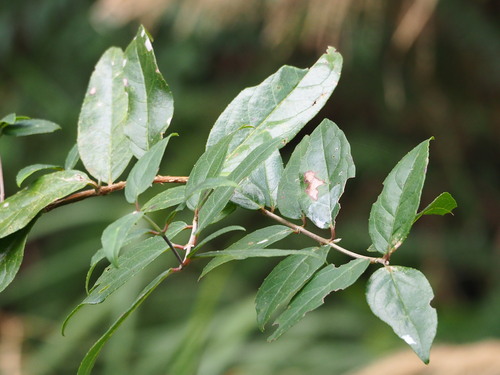 Deutzia pulchra, photograph 5
