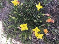 Oenothera lavandulifolia