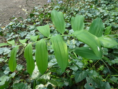 Polygonatum × hybridum