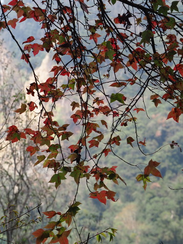 Liquidambar formosana, photograph 6