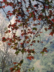 Liquidambar formosana, photograph author not stated, no rights reserved