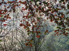 Liquidambar formosana, photograph author not stated, no rights reserved