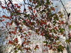 Liquidambar formosana, photograph author not stated, no rights reserved