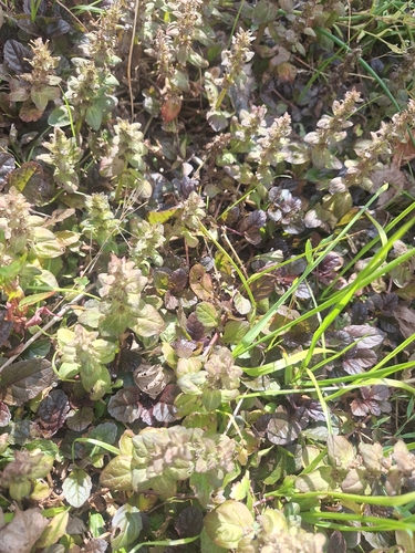 carpet bugle