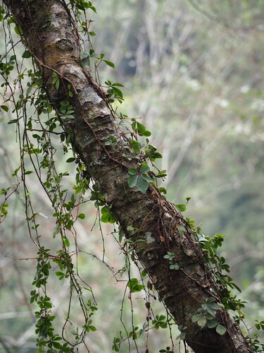 Tetrastigma obtectum, photograph 6