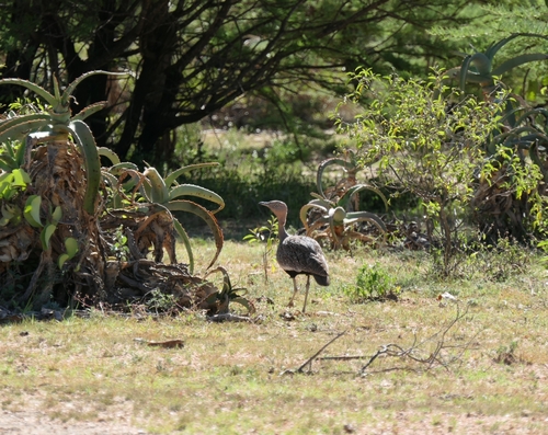 Buff-crested Bustard