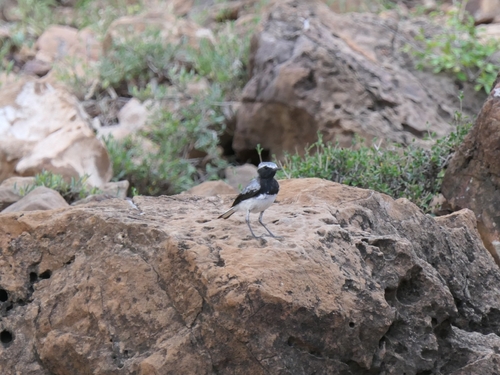 Somali Wheatear