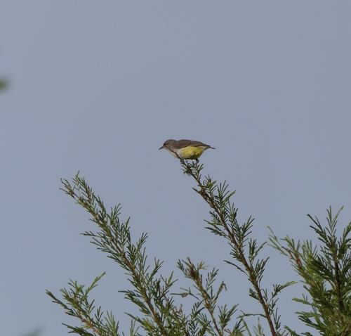 Yellow-bellied Eremomela
