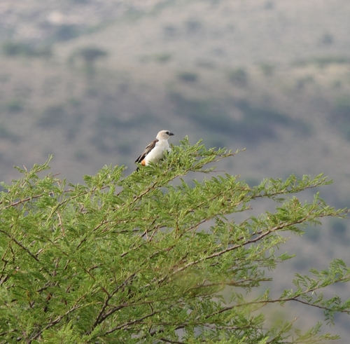 White-headed Buffalo-Weaver