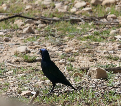 Greater Blue-eared Starling