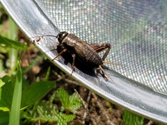 Gryllus rubens
