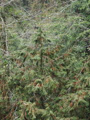 Chamaecyparis formosensis, photograph author not stated, no rights reserved