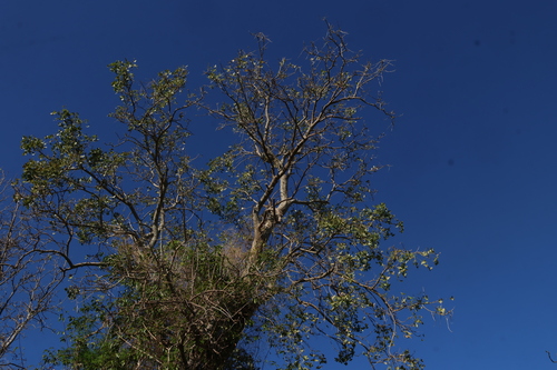 Erythrina vespertilio, photograph 6