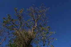 Erythrina vespertilio, photograph (c) Greg Tasney, some rights reserved (CC BY-SA)