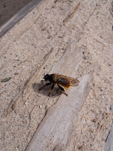 bumblebee robberfly