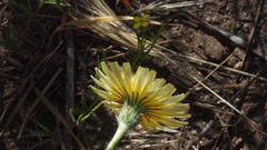 Malacothrix californica