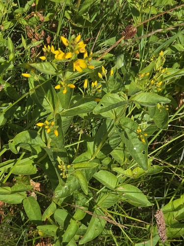 Yellow Loosestrife