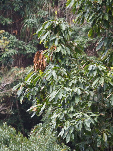 Lithocarpus kawakamii, photograph 4