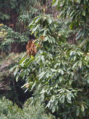 Lithocarpus kawakamii, photograph author not stated, no rights reserved