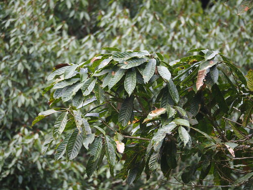 Lithocarpus kawakamii, photograph 3