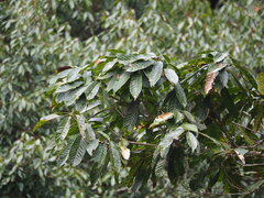 Lithocarpus kawakamii, photograph author not stated, no rights reserved