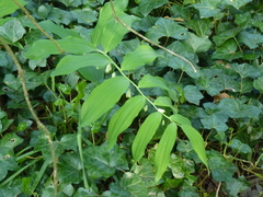 Polygonatum × hybridum