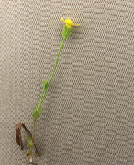 Cicendia quadrangularis