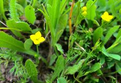 Cicendia quadrangularis