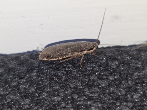 Cinereous Cockroach