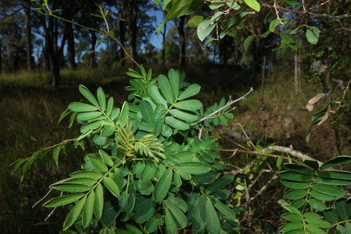 Senna gaudichaudii observed 2026-07-01