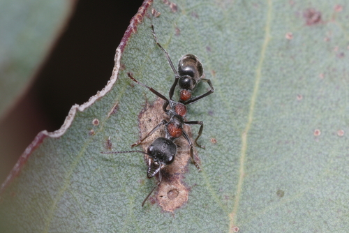 黑色牛蚁Myrmecia nigra