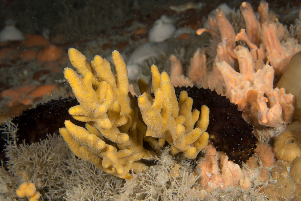 Homaxinella subdola