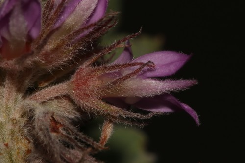 Image of Indigofera superba by (c) Brian du Preez, some rights reserved (CC BY-SA)