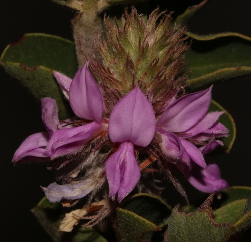 Image of Indigofera superba by (c) Brian du Preez, some rights reserved (CC BY-SA)